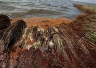 Imágenes pavorosas de aves y delfines muertos arrastrados a las costas del Golfo de México dan cuenta del desastre ecológico