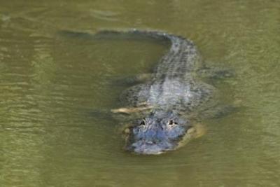 El caimán, primer alumno en llegar el lunes a una escuela de Florida