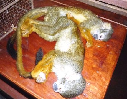 Infamia: Policía peruana encontró 40 monos muertos en bodega de autobús