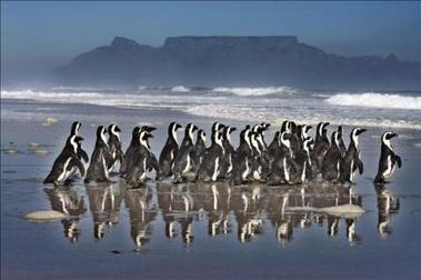 Los pingüinos se mueren de frío en Sudáfrica