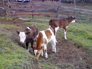 Niña colombiana muere asfixiada al ser introducida en vientre de una vaca