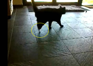 Dos patas "biónicas" permiten a un gato volver a caminar tras un accidente