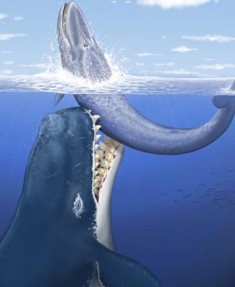 Una ballena fósil con grandes dientes hallada en Perú
