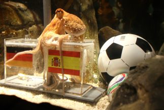El famoso pulpo "oráculo" predice que España le gana a Alemania