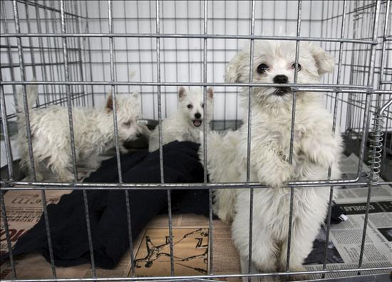 Desarticulan en España una red ilegal que "importó" 4.500 perros de Eslovaquia, muchos de ellos enfermos