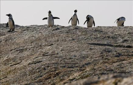 Rescatan en las costas del este de Uruguay a más de 60 pingüinos contaminados