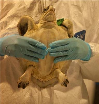 Liberan a miles de tortugas recién nacidas en aguas del Golfo pese al vertido