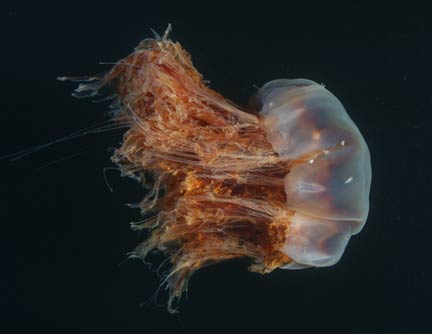 Una medusa gigante siembra el pánico en playa de EEUU