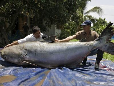 Atrapan Pez Gato de casi 300 kilos en el río Mekong
