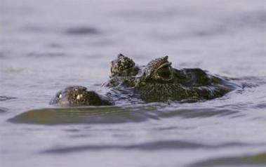 Buscan 'vivo o muerto' al caimán que se come las mascotas de la Florida