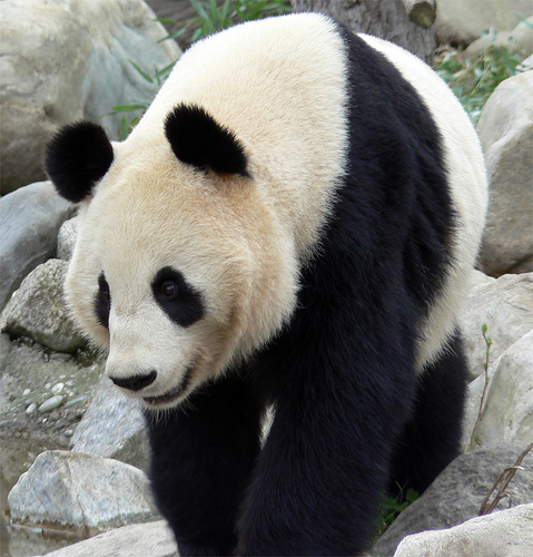 Panda gigante murió en China tras inhalar gases tóxicos