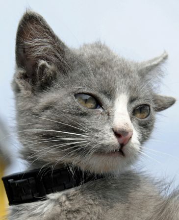 Luntik, el gato con cuatro orejas