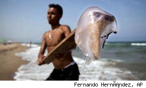 Una plaga de medusas invade las costas españolas