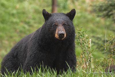 Descubren en Canadá una plantación de marihuana protegida por 10 osos negros