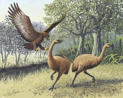 Aves prehistóricas de América del Sur usaban pico como hacha