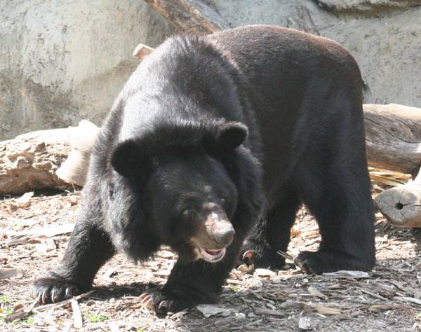 Un holandés salva a su hija de un oso en zoológico alemán