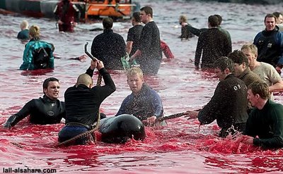 Piden a Dinamarca que detenga las masacres de delfines