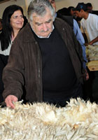 Uruguay es el segundo exportador de lana en el mundo