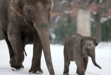 Vodka salvó la vida de elefantes en Siberia