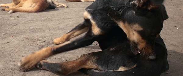 Perros salvajes matan a cuatro personas en Ciudad de México