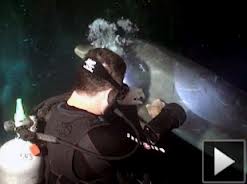 Un delfín herido pidió ayuda a un buzo y lo salvaron en Hawai