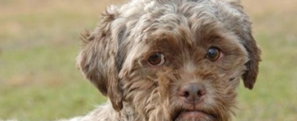 Perro con rostro humano escapa de ser sacrificado en EEUU y busca un dueño