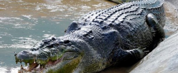 Murió en Filipinas el cocodrilo más grande del mundo