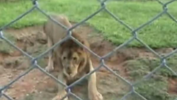 Un león toca tierra por primera vez después de estar 13 años encerrado en un circo
