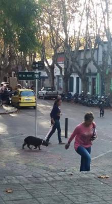 Carpinchos, roedores con mayor tamaño y peso del mundo, pasean como mascotas por las calles de Uruguay