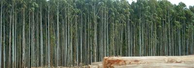 UPM distinguida por la FAO por el manejo de bosques "ejemplares"