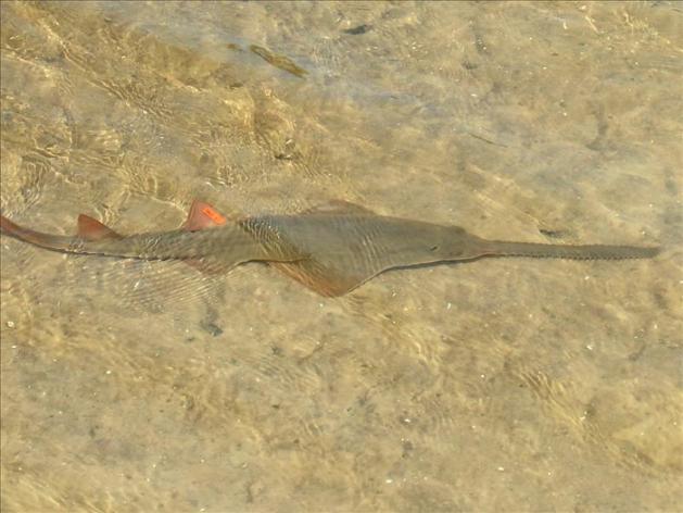 Descubren en EE.UU. un grupo de peces sierra que se reproducen sin sexo