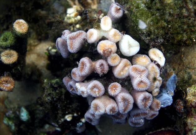 Las reservas marinas reducen la prevalencia de enfermedades en los corales