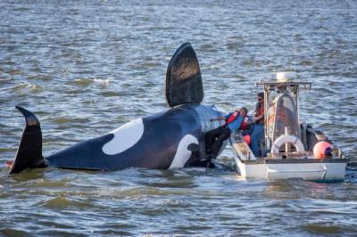 Una orca falsa naufraga antes de asustar a leones marinos
