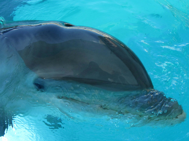La mitad de los delfines cazados en Japón fue exportada a acuarios de otros países