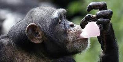Chimpancés se emborrachan con savia de palma