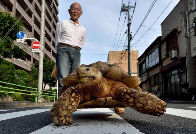 La insólita historia de la tortuga y el sepulturero japonés