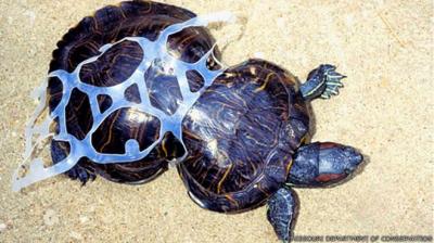 La triste historia de Cacahuete, la tortuga deformada por la basura