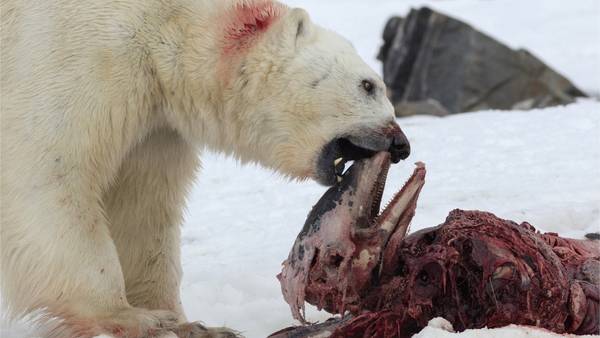 Por el cambio climático, los osos polares ahora se comen a los delfines