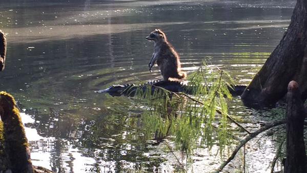 Un mapache se monta en un caimán para salvarse de un niño