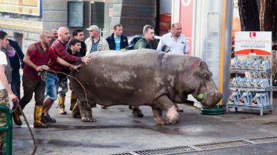 Tbilis, la ciudad saqueada por decenas de animales que escaparon del zoo