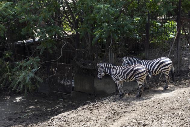 Tigre que escapó de zoo mata a un hombre en Georgia