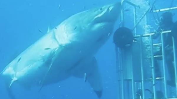 Monstruoso tiburón blanco ronda las costas de México