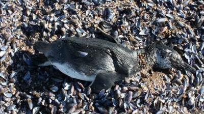 Flacos y debilitados: Por qué están apareciendo decenas de pingüinos muertos en Uruguay