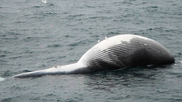 Muerte fulminante de 10 de las ballenas más grandes del planeta es un misterio para expertos