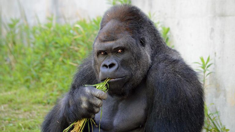 Un gorila con aires de galán enloquece a las mujeres en un zoo japonés