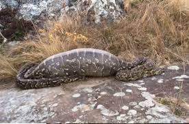 Serpiente pitón muere después de tragarse un puercoespín de 13 kilos
