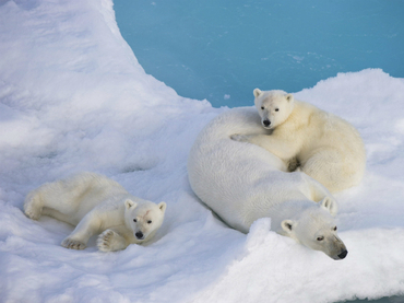 Osos polares no resistirán calentamiento global