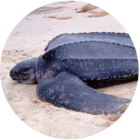 Alerta a los Uruguayos: "¡No devuelvan las tortugas al agua, salen porque tienen frío!"
