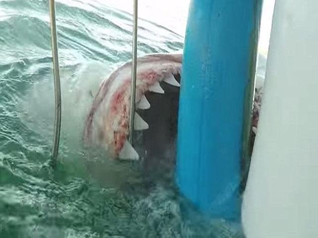 Mujer a milímetros de ser devorada por un feroz tiburón