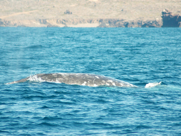 Avistan en Nueva Zelanda un raro ejemplar de ballena albina